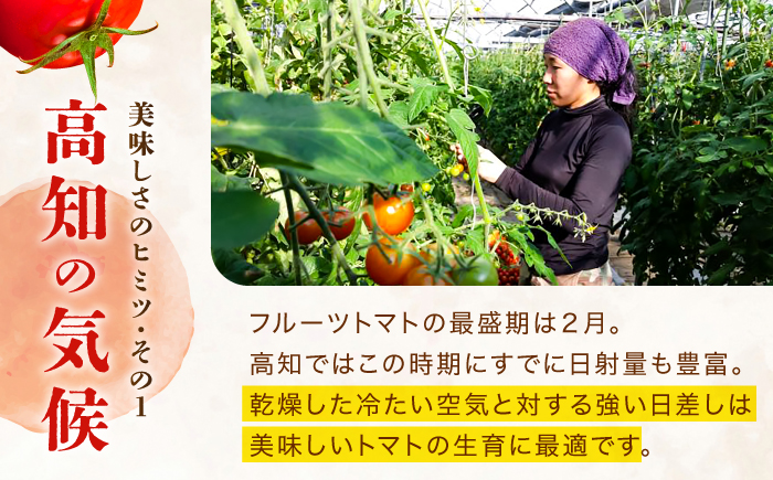 【先行予約】高知県高知市産 贅沢フルーツトマト 約2kg 〈2026年2月から発送〉 【片山農園】[ATCI001]