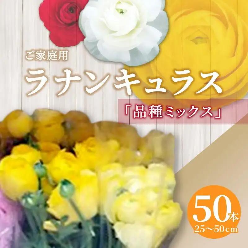 ご家庭用 ラナンキュラス品種ミックス 50本(長さ25～50cm)【2027-2月中旬～2027-3月下旬配送】