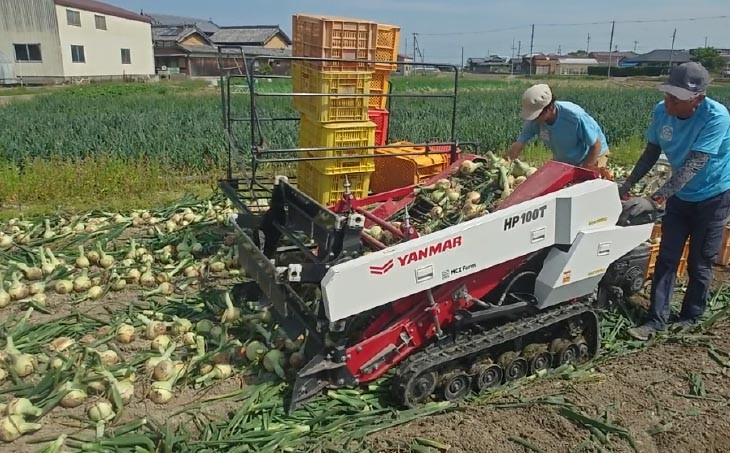 宝珠タマネギ　早生　５キロ
