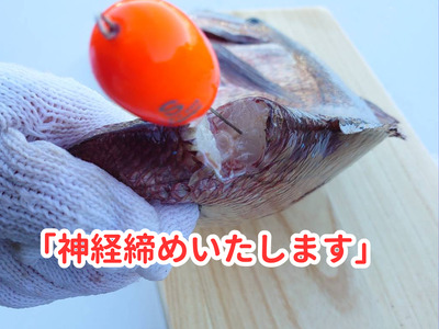 真鯛 4尾 宇和海産 神経締め こもこもShop お刺し身 お刺し身 D046-186006