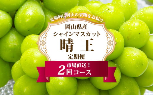 【2025年先行予約】 岡山県産 シャインマスカット晴王2回定期便【2025年8月下旬-9月下旬 発送予定】【シャインマスカット 果物 フルーツ 国産 人気 おすすめ 岡山県 倉敷市】