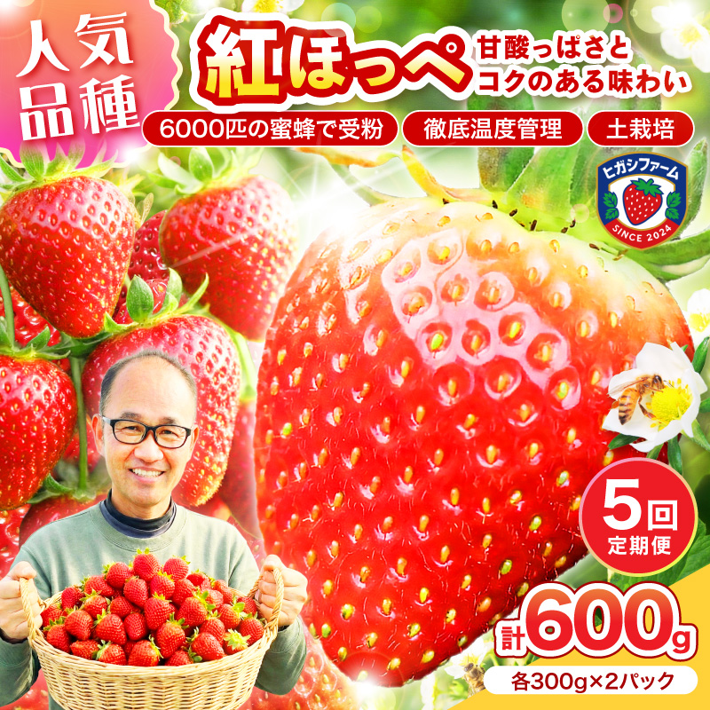 【2027年1月～5月発送予定】【いちご本来の甘酸っぱさを味わう】定番人気 紅ほっぺ 約600g（約300g×2パック×1箱）5ヶ月定期便 ※お届け不可地域あり【121B-006-2027】