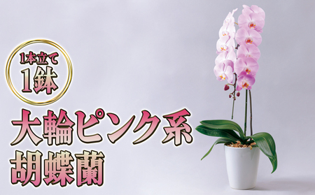 胡蝶蘭大輪ピンク系ギフトお祝い胡蝶蘭【1本立て】