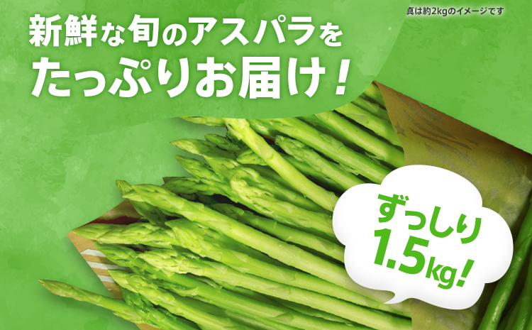 数量限定 アスパラ S～SS サイズ 1.5kg 朝採り 直送 夏芽 グリーンアスパラガス 朝採れ 先行予約 【2024年6月から8月お届け】 BT09