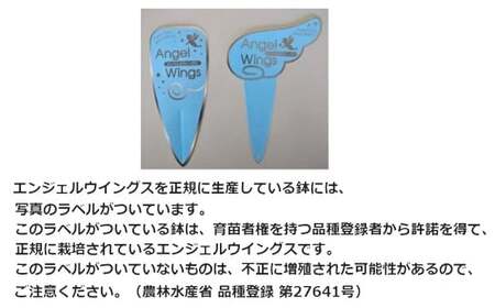 鉢物 セネシオ「エンジェルウイングス」6鉢 ／ 植物 希少 シルバーリーフ 安代リンドウ開発