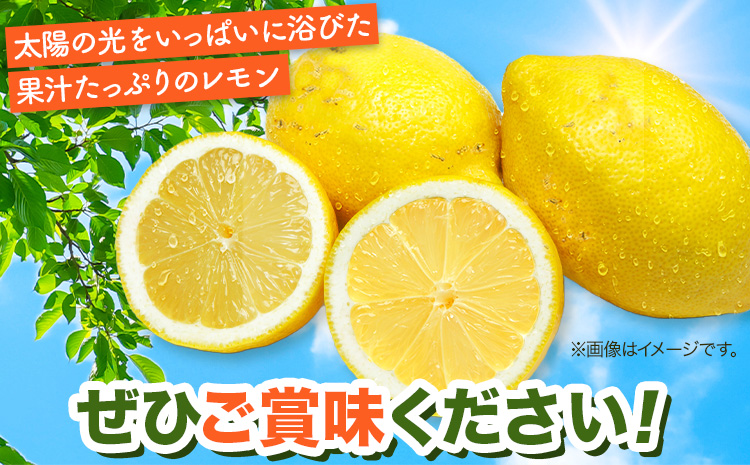 【ご家庭用 訳あり】紀州 有田産 レモン 約 2.5kg 魚鶴商店《3月上旬-4月中旬頃出荷》和歌山県 日高町 柑橘 れもん 檸檬 わけあり 家庭用 レモン