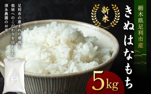 令和7年産 もち米 栃木県足利市産 きぬはなもち5kg もち米 餅 米 こめ 食品 栃木県 足利市 F7Z-1821