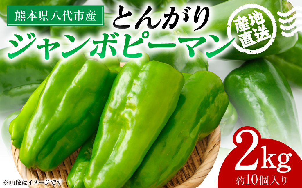 【先行予約】産地直送 とんがりジャンボピーマン 2kg 野菜 やさい 野菜炒め サラダ 夏野菜 新鮮 旬 無限ピーマン おつまみ BBQ バーベキュー 肉詰め 熊本県 八代市【2026年3月中旬より順次発送】