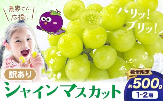 シャイン 訳あり シャインマスカット 約500g 《2026年8月上旬-下旬頃出荷》訳あり シャインマスカット マスカット ぶどう フルーツ 果物 大阪府 羽曳野市 シャイン 食べやすい