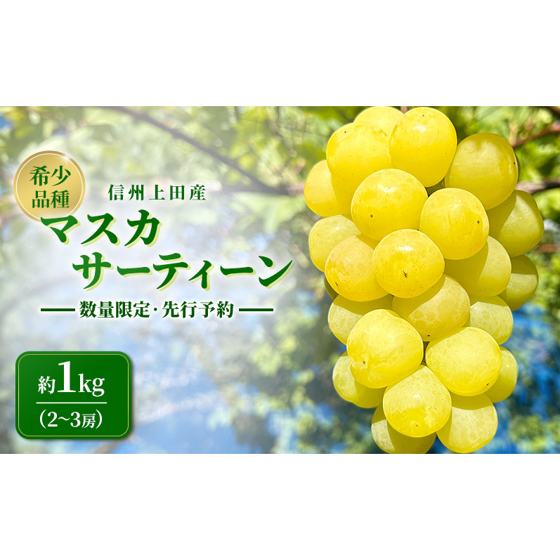 マスカサーティーン 信州上田産 約1kg 2～3房 ぶどう ブドウ 1kg 種なし 皮ごと 果物 くだもの フルーツ デザート 旬の果物 旬のフルーツ 長野県上田市