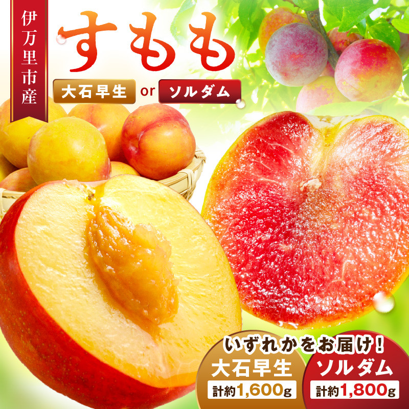 
            【先行予約】伊万里のすもも「大石早生・ソルダム」 003-B959
          