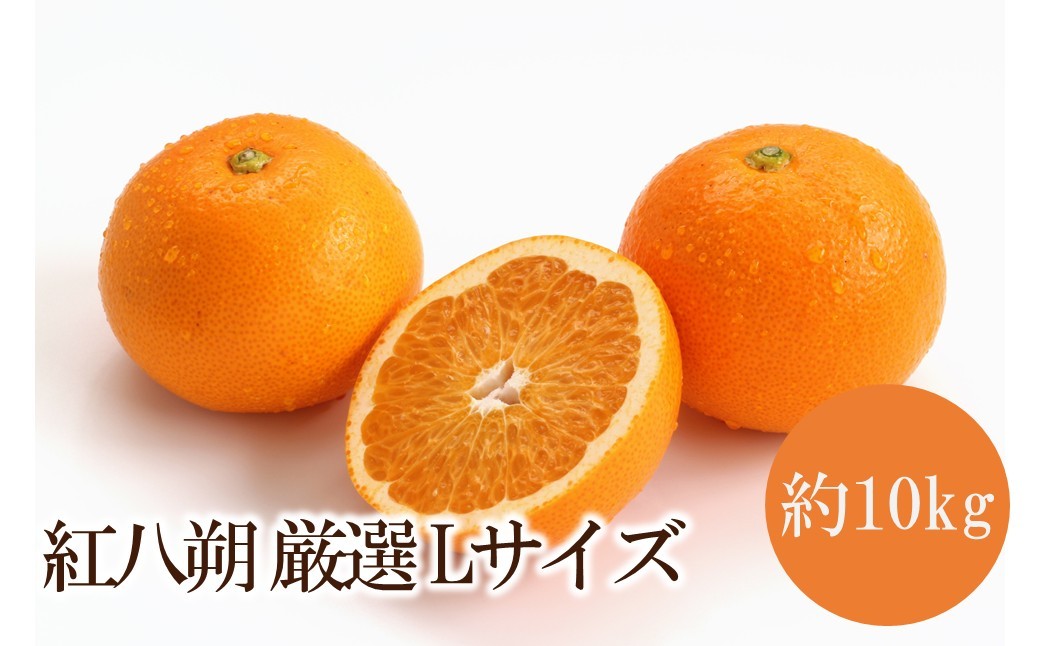 
                  紅八朔厳選(Lサイズ）約10kg
                