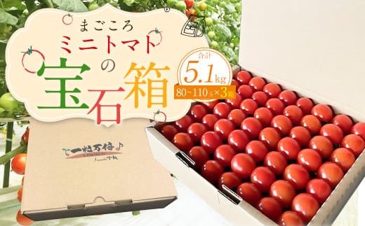 
										
										まごころ ミニトマト の宝石箱 1.7kg(約80~110玉)×3箱 計5.1kg サンチェリーピュア トマト【2024年7月上旬から11月下旬まで発送予定】
									