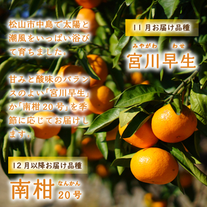 【11月から発送】 温州みかん 10kg 早生 わせ 南柑20号 みかん 数量限定 数量選択可 みかん 愛媛県産 みかん 松山市 みかん 中島 みかん 温州みかん みかん 蜜柑 温州みかん ミカン み