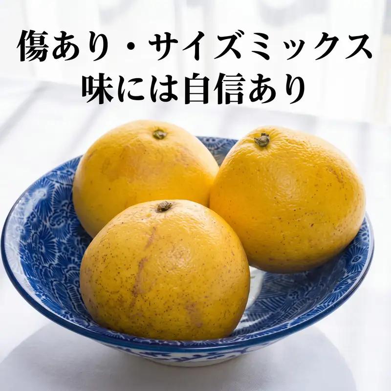 【先行予約】訳あり 土佐 文旦 8kg サイズミックス 清水農園 愛南町 愛媛県