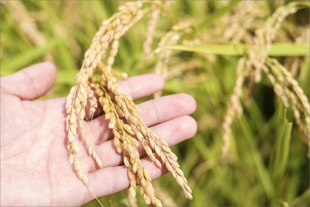 【先行予約】2023年産　京丹後産生物多様性米コシヒカリ「ゲンゴロウ郷の米」5kg箱入