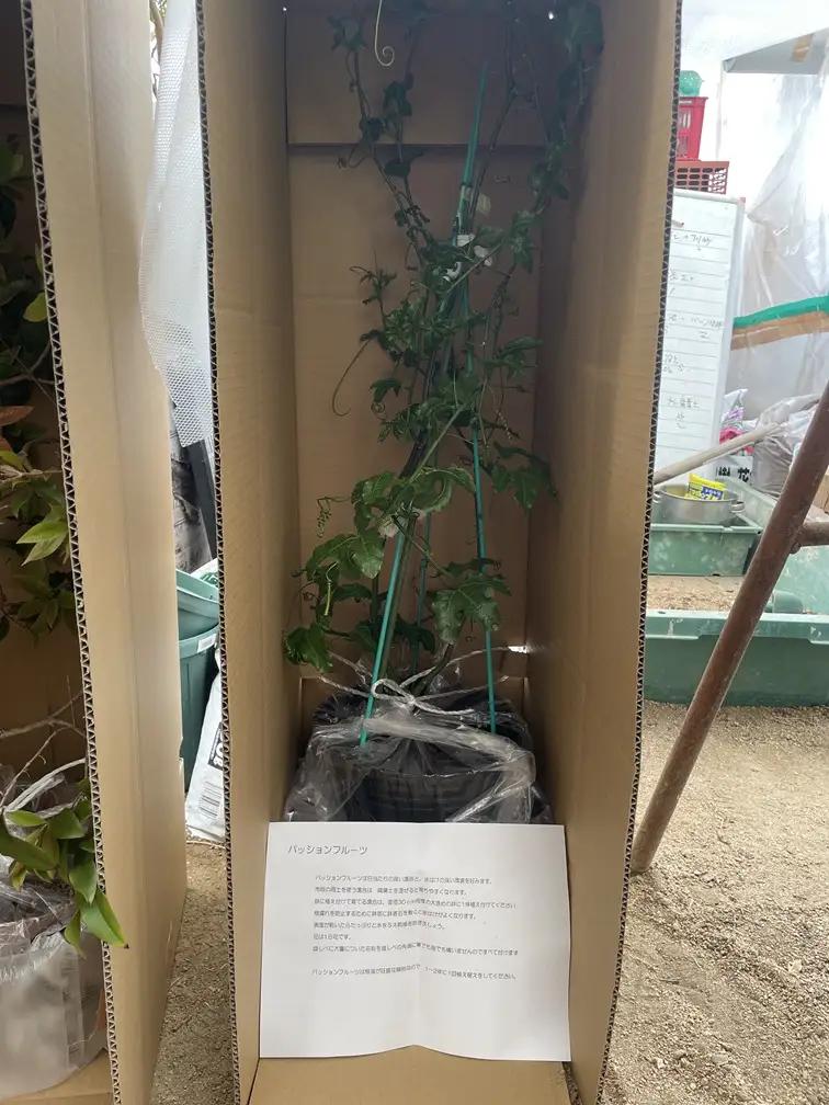 【先行予約】上郡町産 パッションフルーツの苗木 | パッションフルーツ 植物 南国 ガーデニング 完熟 兵庫県 上郡町