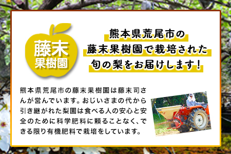 【先行予約】梨 旬の梨 約2～2.5kg 藤末果樹園 熊本県荒尾市産《7月中旬-10月中旬頃出荷》フルーツ 果物 荒尾梨 はつまる 幸水 愛甘水 りんか ほしあかり 豊水 秋麗 かおり あきづき 新高