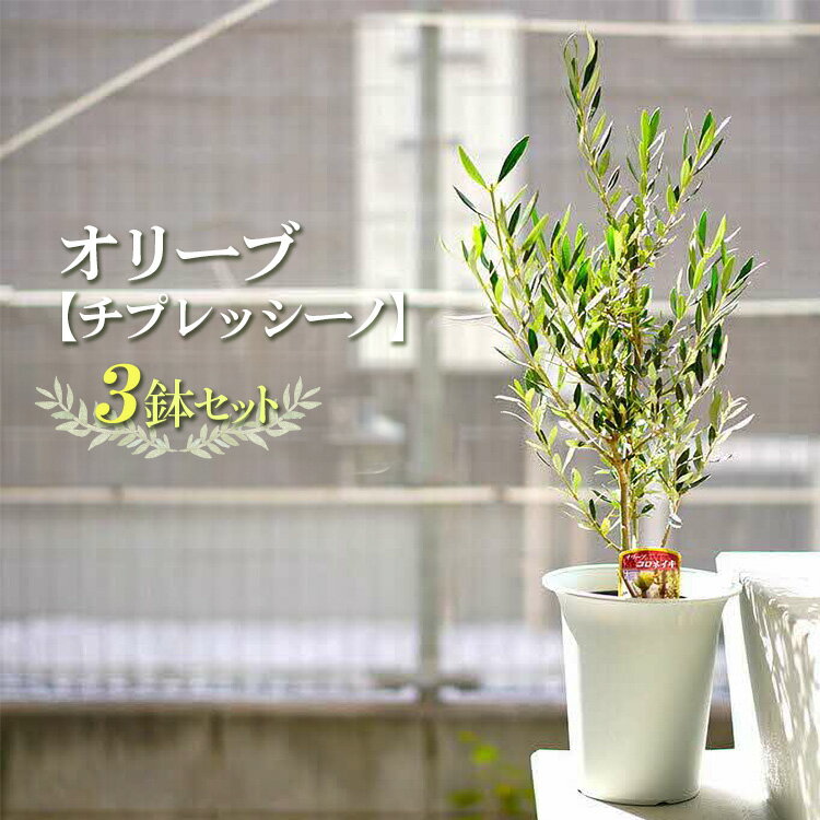 【ふるさと納税】【3鉢セット】オリーブの木 品種：チプレッシーノ 6号鉢 シンボルツリー ※離島への配送不可| 観葉植物 3本 植物 グリーン オリーブ 室内 苗 鉢植え ギフト 贈答 贈り物 プレゼント お中元 お歳暮 農家直送 古河市 送料無料 _FC15