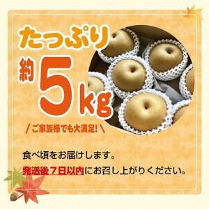 SC0688　酒田の果物専門店厳選　刈屋産 豊水梨　約5kg(10～16玉入)