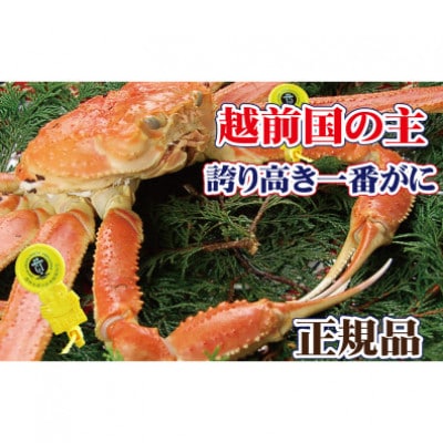 桐箱入り!一番蟹　越前国の主!越前がにの象徴 × 1杯 ≪浜茹で≫【11月発送分】【配送不可地域：離島】【1264285】