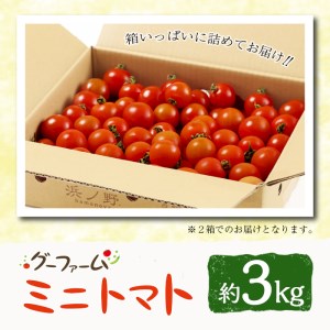＜先行予約受付中！2025年12月から順次発送予定＞＜期間限定＞ ミニトマト(約3kg)【GF-2】【グーファーム】 ミニトマト(約3kg)野菜 とまと フルーツトマト サマー千果 アイコ サラダ 【