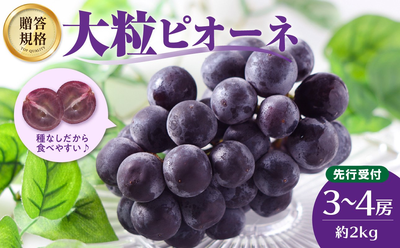 
            《先行受付》贈答規格 大粒ピオーネ3～4房 約2kg【2025年9月中旬頃～発送予定】【山形ぶどう・大江町産・小林葡萄園】 【024-002】
          
