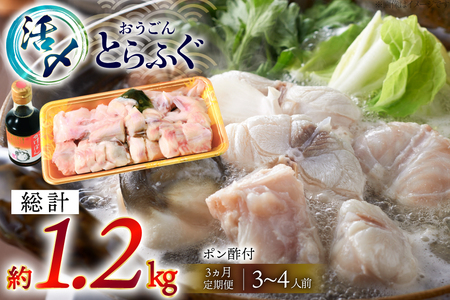 ふぐ 鍋 セット 活〆 おうごんとらふぐ 鍋セット 約400g 3回 定期便 総計 約1.2kg [松永水産 長崎県 平戸市 hr42bvj550022] とらふぐ フグ 河豚 てっちり ふぐちり ふ
