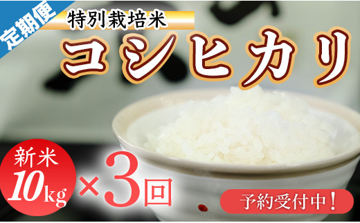 
新米予約！令和６年産　(精白米)　特別栽培米　こしひかり10kg×3袋
