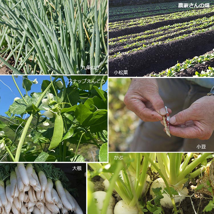 【12回定期便】野菜詰め合わせ ＆ 卵 10個 有機野菜・京野菜の『京都やおよし』｜野菜 玉子 たまご 京都産 オーガニック 有機JAS 農薬不使用 減農薬 定期便 野菜セット※北海道・沖縄・離島への
