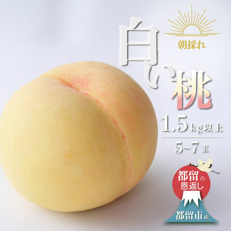 【ふるさと納税】山梨県都留市産 朝採れ白い桃 1.5kg以上 (5～7玉）【2025年先行予約】日本一の産地 山梨県産|| もも　桃　減農薬 ジューシー 山梨県産 農家直送 フルーツ