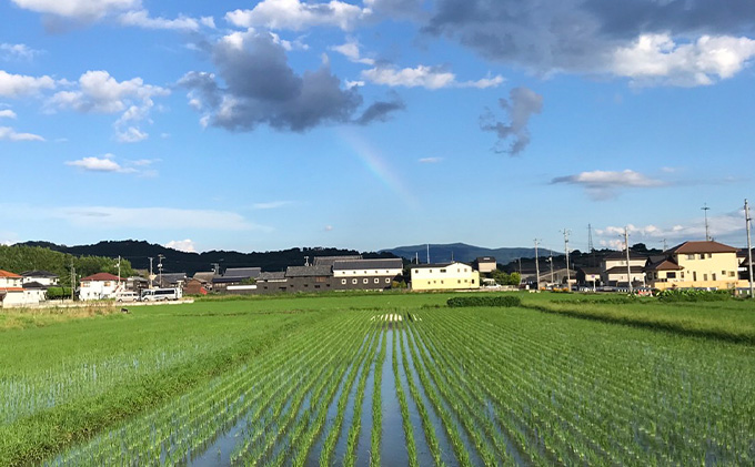 瀬戸内自然栽培米［ひのひかり」玄米 10kg（5kg×2袋）