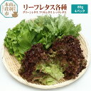 【ふるさと納税】リーフレタス各種 80g×4パック グリーンレタス フリルレタス レッドレタス