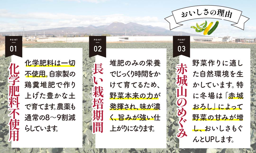 西洋野菜 一般野菜 旬野菜セット 12～13品 | 減農薬 野菜ソムリエ 旬野菜 イタリア野菜 珍しい 食べ比べ 生野菜 サラダ 野菜セット 詰め合わせ ギフト レシピ 贈り物 国産 朝採れ 新鮮野菜