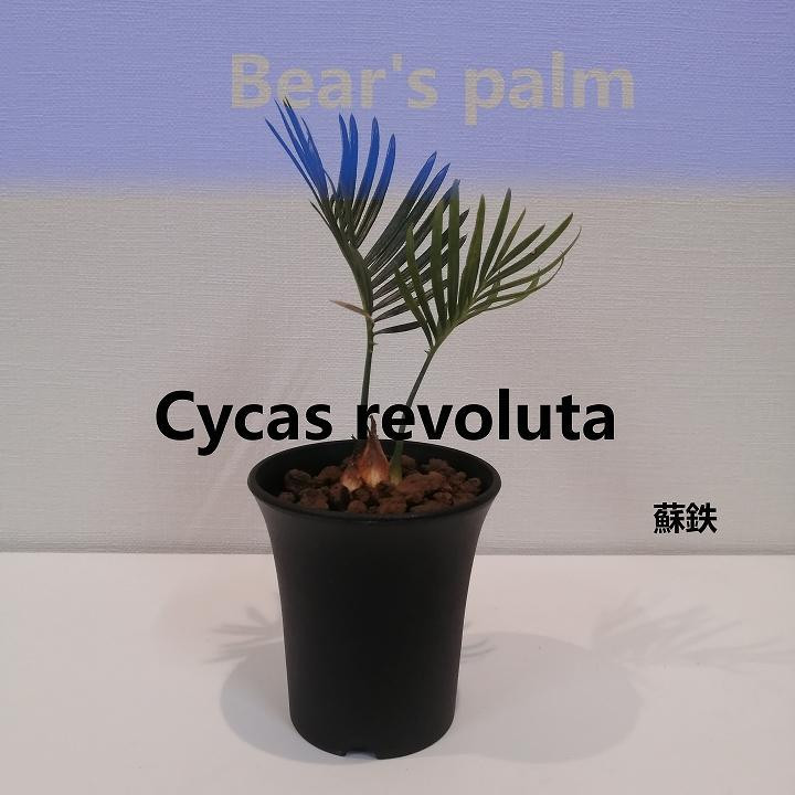 
蘇鉄　Cycas revoluta_栃木県大田原市生産品_Bear‘s palm
