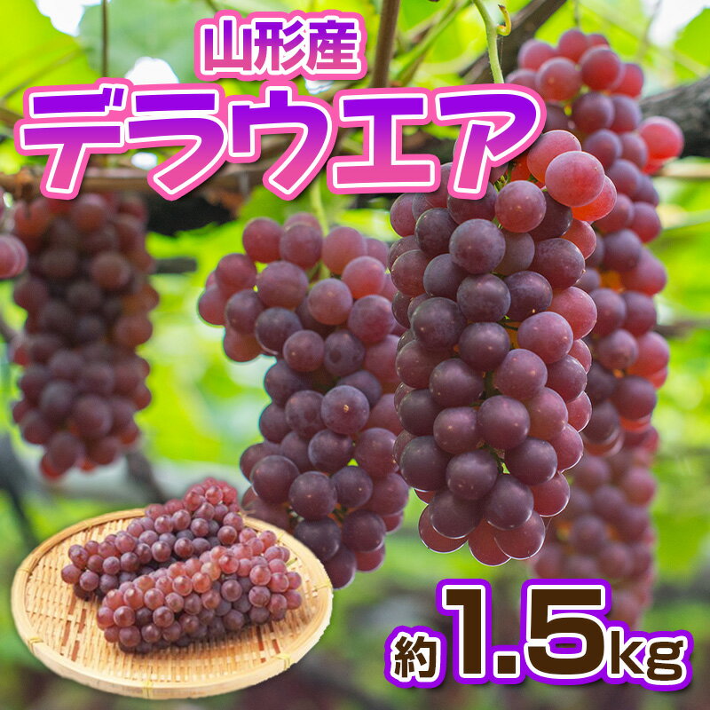 【ふるさと納税】デラウエア 秀品 約1.5kg(5〜10房)【令和8年産先行予約】FS23-881くだもの 果物 フルーツ 山形 山形県 山形市 お取り寄せ 先行予約 2026年産