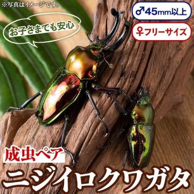 ふるさと納税 肝付町 ニジイロクワガタ 成虫ペア オス(45mm以上) メス(フリーサイズ) 　A76002