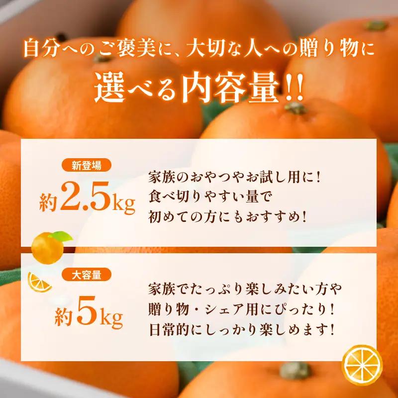 【先行予約】せとか（家庭用）レギュラー箱 約2.5kg