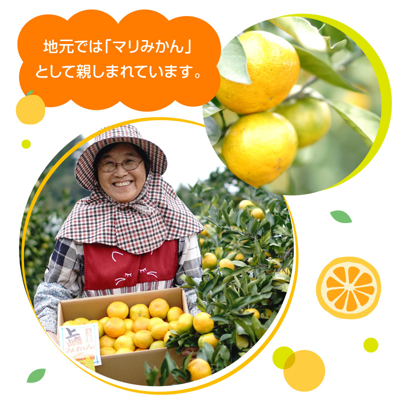 早生みかん及び普通みかん 10kg N0132-YB095