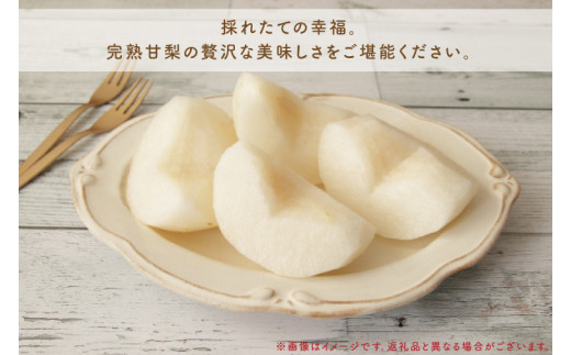 【8月中旬より発送】【数量限定】採れたて完熟甘梨（なし）5kg（茨城県共通返礼品／かすみがうら市）【果物 くだもの フルーツ 梨 ナシ なし 採れたて 新鮮 完熟 期間限定 産地直送 茨城県 水戸市】