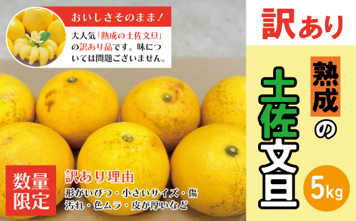 【訳あり・数量限定】熟成の土佐文旦5kg 家庭用 訳あり 訳アリ わけあり 大人気 人気 リピーター 予約 先行 旬 文旦 ぶんたん ブンタン フルーツ 果物 柑橘 四万十市 四万十 しまんと 高知 農家直送 【2026年3月上旬～無くなり次第終了】
