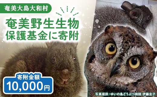 【選べる寄附額】奄美野生生物保護基金 10,000円 返礼品なし 自然保護 野生生物保護 アマミノクロウサギ 世界自然遺産 鹿児島県 奄美大島 大和村