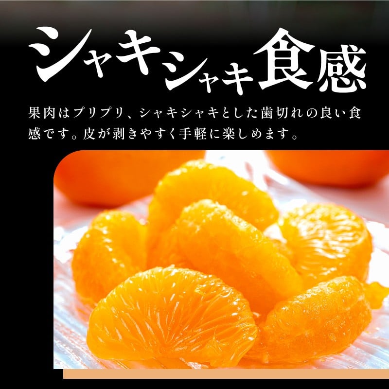 【2026年発送 先行予約品】