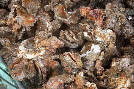 呉市養殖かき事業者支援寄附金　ku000-003-5-r