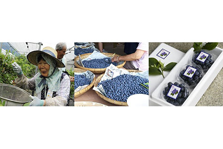 媛ベリー＆媛ベリーアイスクリームセットB(森のともだち農園玉川町) [VD03010]