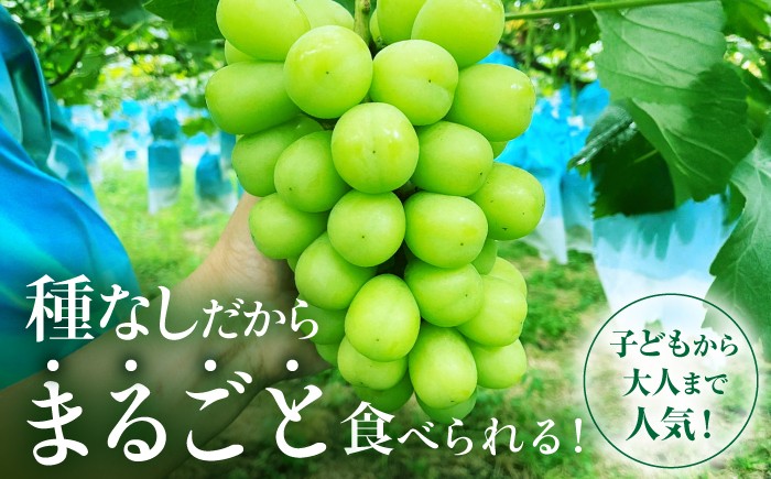 シャインマスカット ぶどう シャイン ブドウ 果実 くだもの 果物 フルーツ