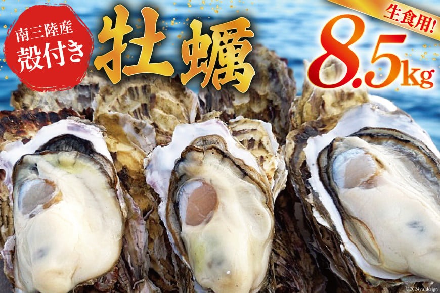 【期間限定発送】牡蠣 南三陸志津川産 殻付き牡蠣 8.5kg 50個前後 [南三陸牡蠣倶楽部 宮城県 南三陸町 30ao0003] カキ かき 生牡蠣 魚貝類 生牡蠣 貝 海鮮 魚介類 オイスター カキフライ カキ鍋 アヒージョ 魚介 期間限定 冷蔵 新鮮 濃厚