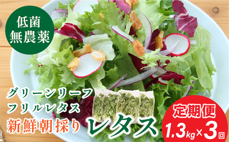 【無農薬野菜定期便 3回】 レタス  (2種 計1.3kg/回) 無農薬野菜 SUBSC-MBF003