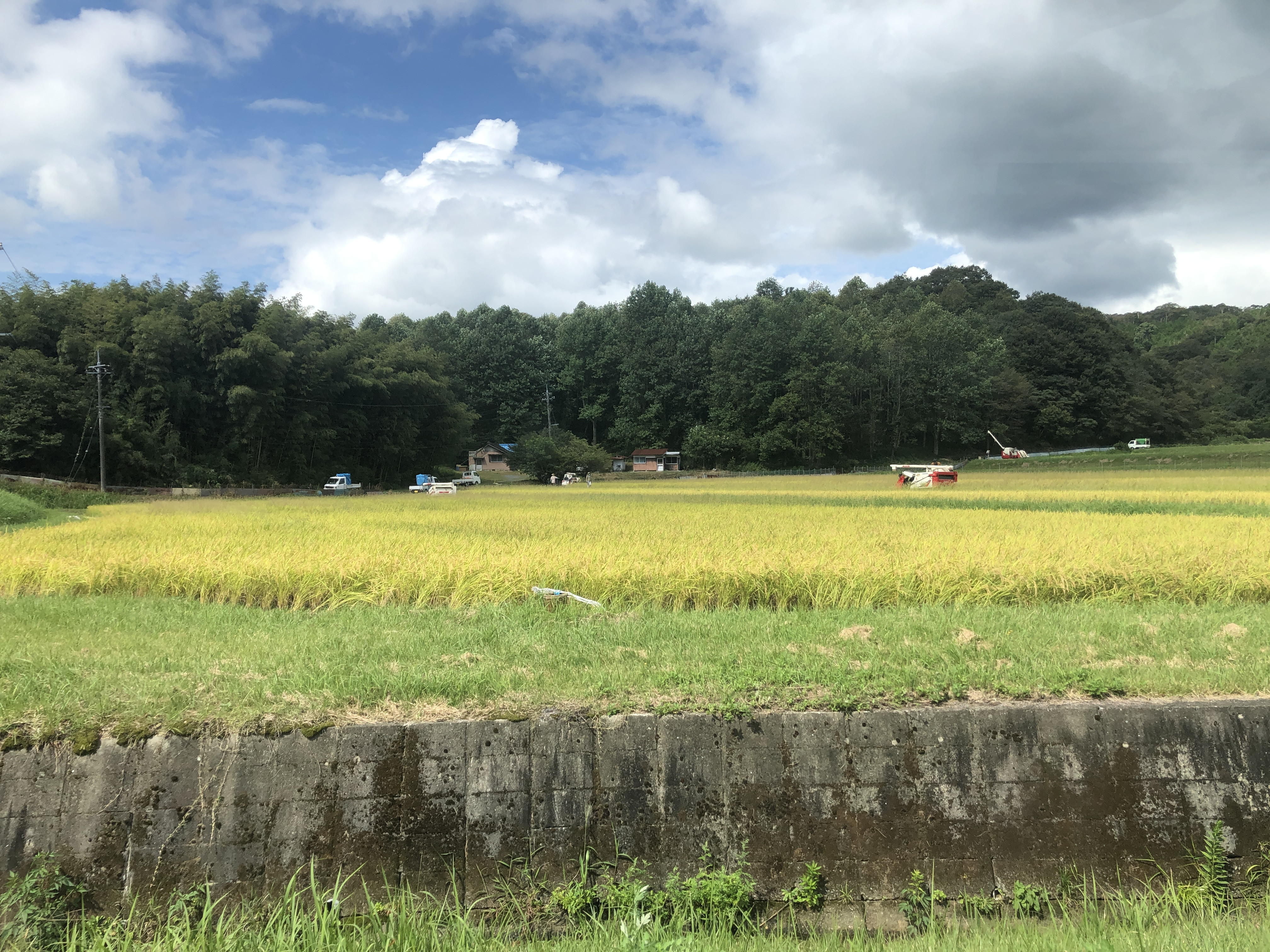 
            D398 山峡の恵　白米5kg
          
