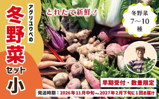 【 早期受付 数量限定 】アグリユウベの冬野菜セット (小) とれたて 新鮮 農家直送 国産 野菜便 やさい 野菜 冬野菜 ベジタブル 産地直送 旬 高知県 四万十市 四万十 しまんと 【2026年11月中旬～2027年2月下旬に１回発送】26-397